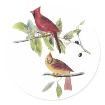 Audubon Northern Cardinal
