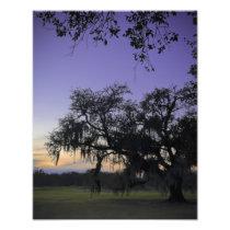 Audubon Park Sunset Photo Art