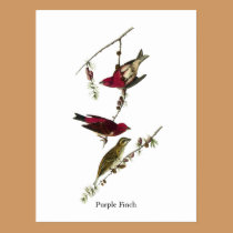 Audubon Purple Finch postcards