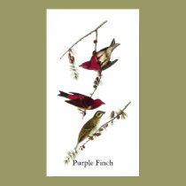 Audubon Purple Finch posters