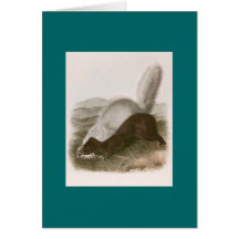 Audubon - Texan Skunk Card