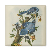 Audubon's Blue Jays