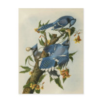 Audubon's Blue Jays