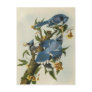 Audubon's Blue Jays