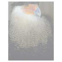 Audubon's Caracara Letterhead Template