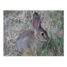Audubon's Cottontail Post Card