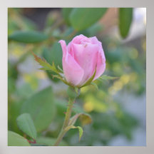 August Pink Rose Bud Poster