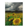August storm , postcard