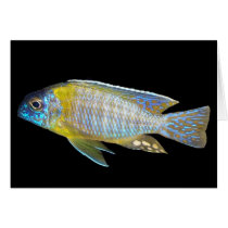 Aulonocara steveni card