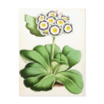"Auricula John Waterston" Vintage Flower Post Card