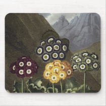 Auriculas from Dr John Robert Thornton's Mouse Pad