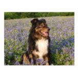 Aussie in the Bluebonnets Postcard