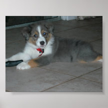 aussie puppy print