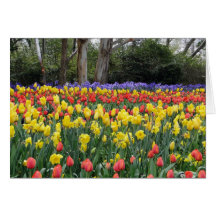 Aussie Tulip Festival Cards