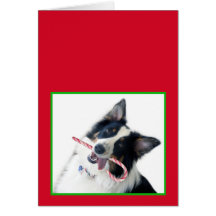Aussie with Candy Cane Greeting Card