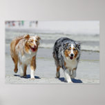 Aussies - 1st Day of Summer Beach Stroll Print