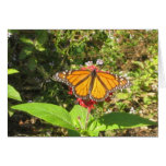 Austin butterfly greeting card