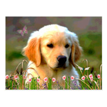 Austin le Labrador d'or Cartes Postales