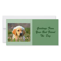 Austin The Golden Labrador Customized Photo Card
