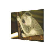 Australia, Queensland, Brisbane. Fig Tree Gallery Wrapped Canvas