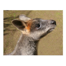 Australia - Wallaby Postcard