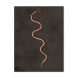 Australian Aboriginal Desert Snake Art postcards