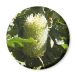 Australian Banksia Magnet