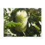Australian Banksia Post Cards