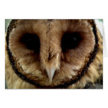 Australian Barn Owl Portrait Cards