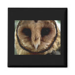 Australian Barn Owl Portrait Magnet