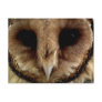 Australian Barn Owl Portrait Postcards