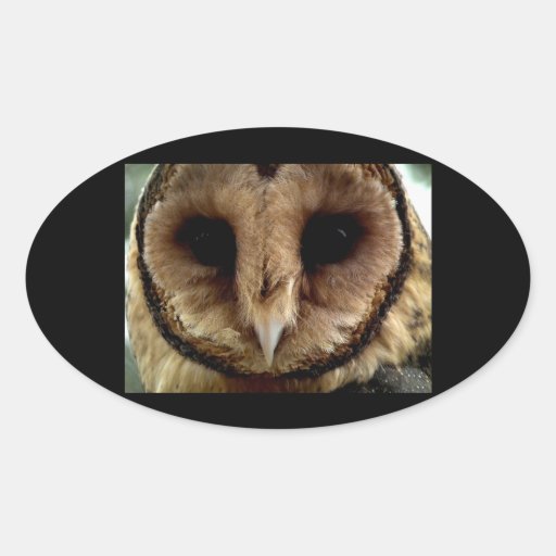 Australian Barn Owl Portrait Sticker