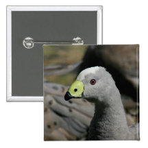 Australian Cape Barren Goose Pins