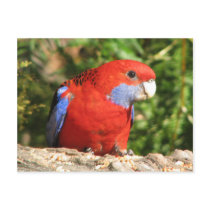 Australian Crimson Rosella Post Card
