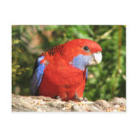 Australian Crimson Rosella postcards