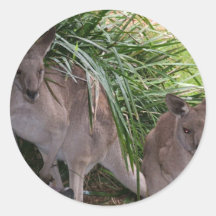 Australian Eastern Grey Kangaroo Round Sticker