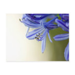 Australian Flower Post Card