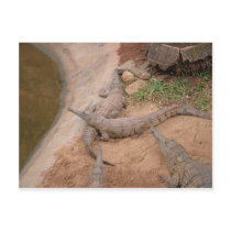Australian Freshwater Crocodile Postcard