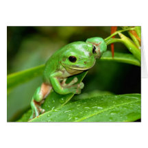 Australian Green Tree Frog photo greeting card