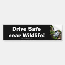 Australian Koala Bear Driver Safety Bumper Sticker
