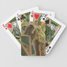 Australian Koala Bear in Tree Card Decks
