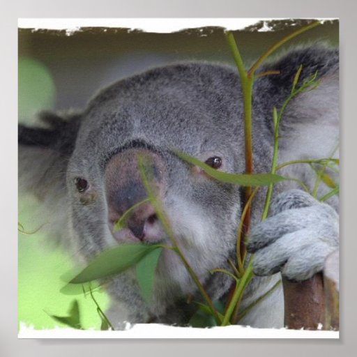 Australian Koala Bear Print