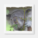 Australian Koala Square Magnet