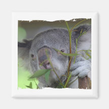 Australian Koala Square Magnet