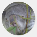 Australian Koala Sticker