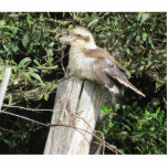 Australian Kookaburra (Kingfisher Family) Photo Cut Out