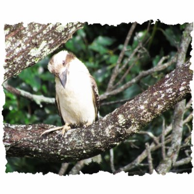 Australian Kookaburra Photograph Photo Cutout by realaussie