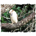 Australian Kookaburra Photograph photo sculptures
