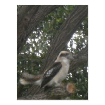 Australian Kookaburra Post Card