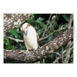 Australian Kookaburra Waiting For Food